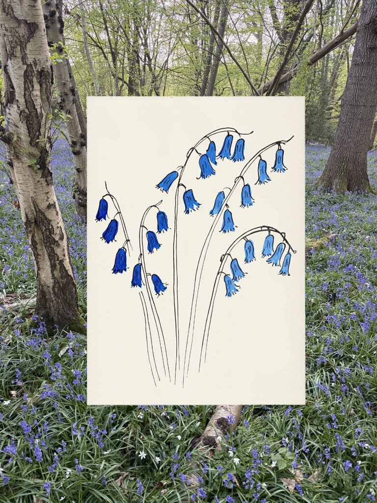 Introducing Bluebells - a new hand-coloured, limited edition print