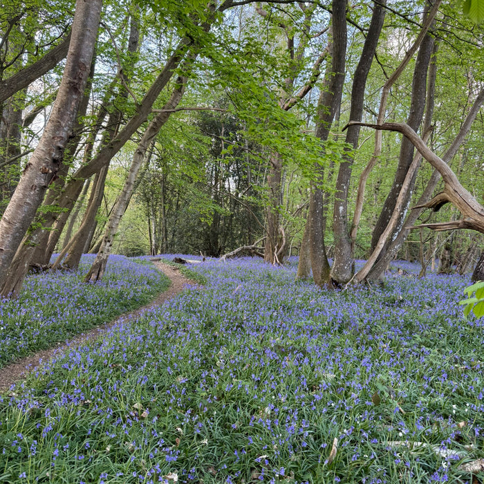 Bluebells Print