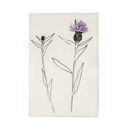 Knapweed