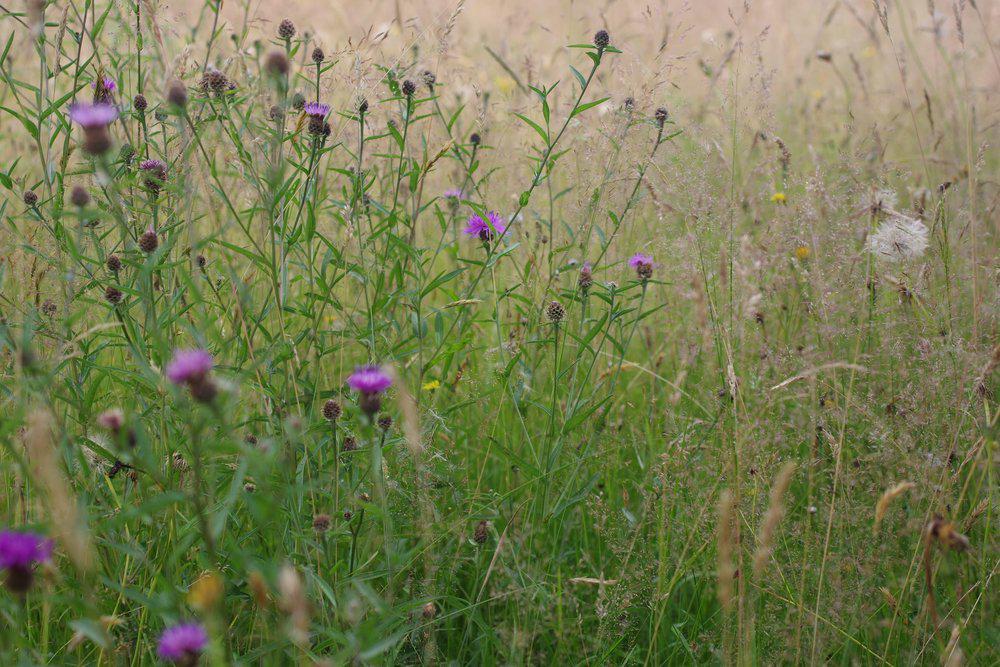 Knapweed