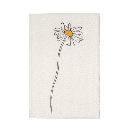 Ox-Eye Daisy