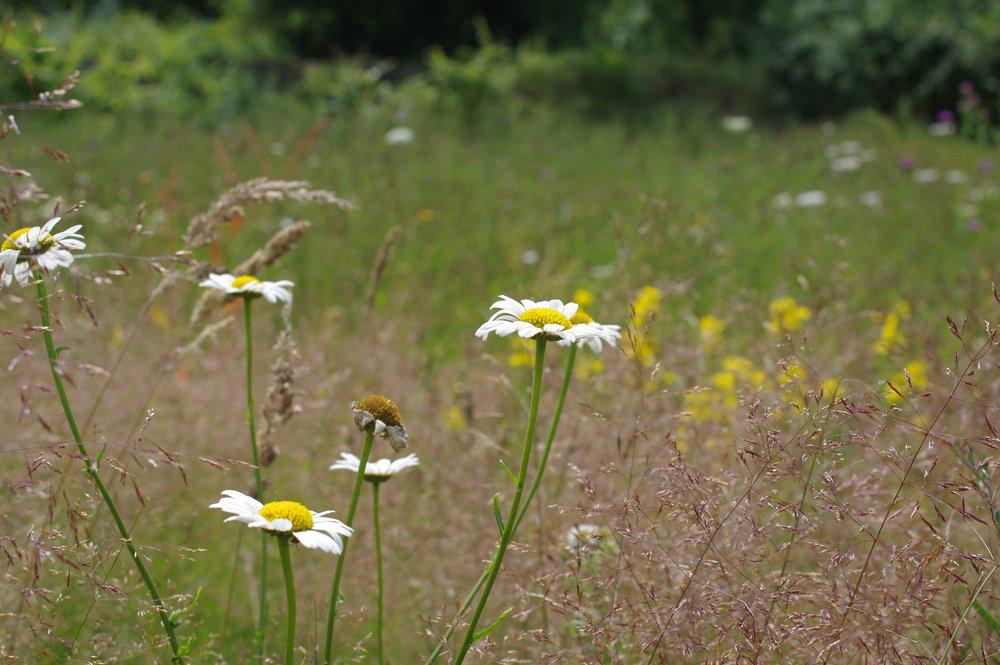 Ox-Eye Daisy