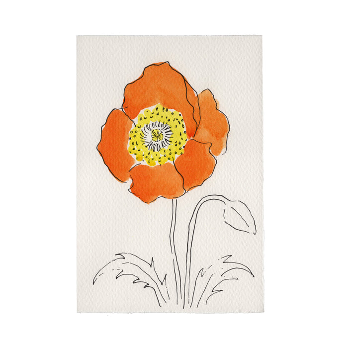 Oriental Poppy