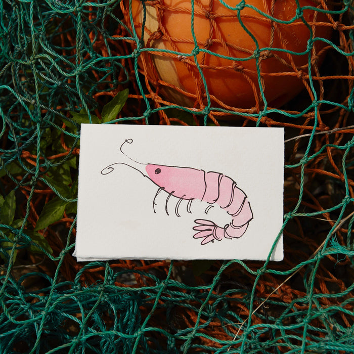 Shrimp
